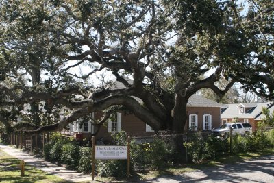 Live Oak