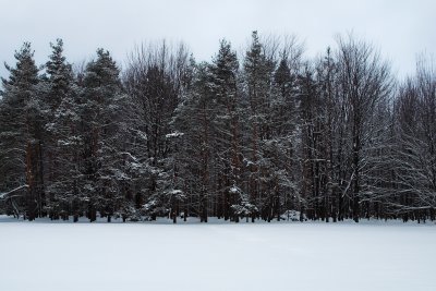 The Winter Tree Line