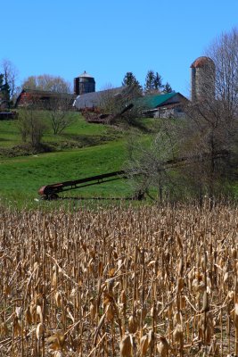 Back Yard of the Miller Farm on Knapp Road