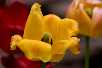 Yellow Tulip Coming Down
