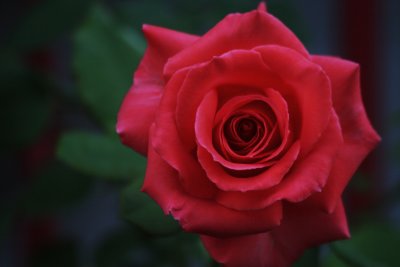 My Neighbor's Rose