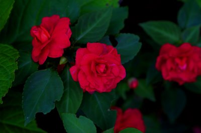 g6/69/523069/3/86502762.F2Qsc31n.jpg
