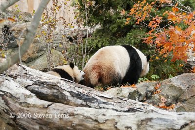 National Zoo Panda's