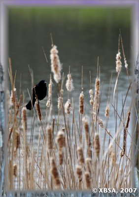 red winged blackbird in spring mood