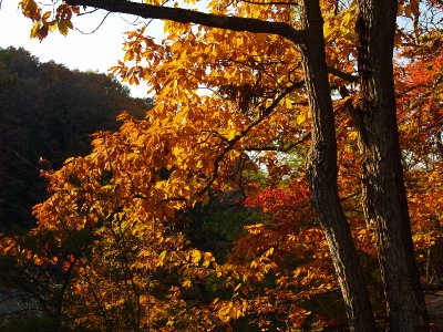 Conkers Hollow 6