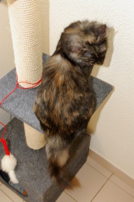 Gatos-15