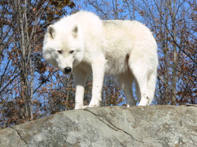 Arctic White Wolf