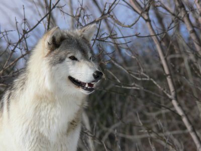Wolves