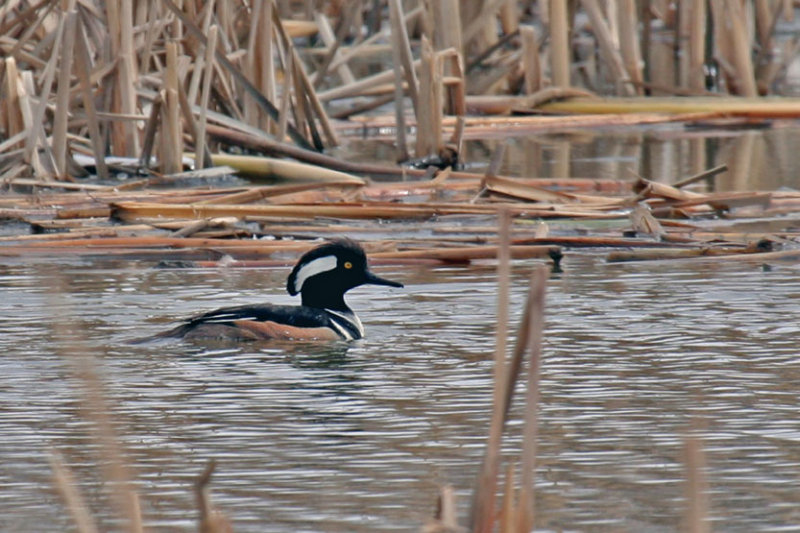 Harle Couronn_Hooded Merganser.jpg