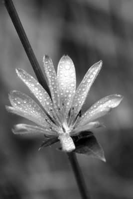 Flora en Noir & Blanc_Flora in Black & White