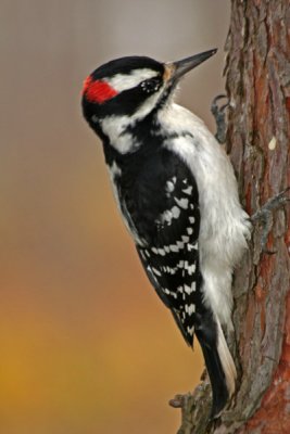 Pic Mineur_Downy Woodpecker