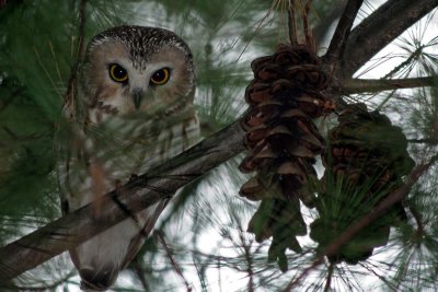 Petite Nyctale_Northern Saw-Whet Owl