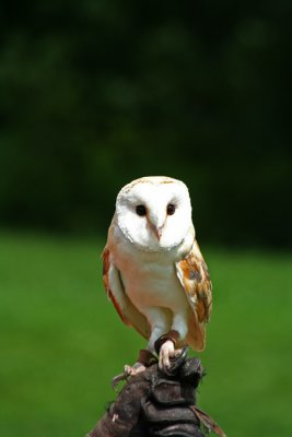 Effraie des clochers_Barn Owl