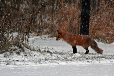 Renard  l'affut