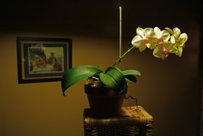 Orchide Phalanopsis