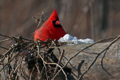 Cardinal Rouge_Northern Cardinal