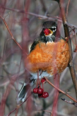 Merle dAmrique_American robin