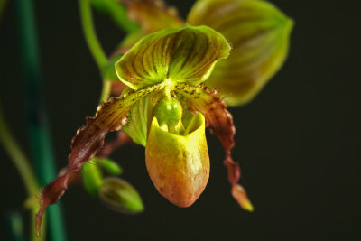 Orchide Paphiopdilum