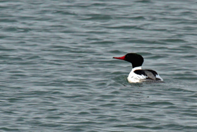 Grande Harle_Common Merganser