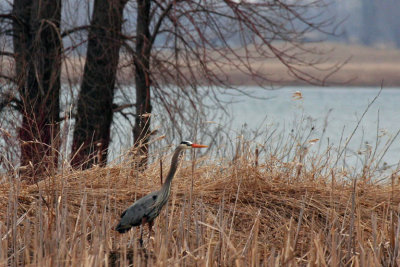 Grand Hron_Great Blue Heron