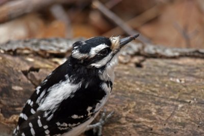 Pic Chevelu_Hairy Woodpecker