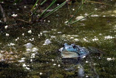 Grenouille dans l'tang