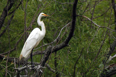 Grande Aigrette_Great Egret