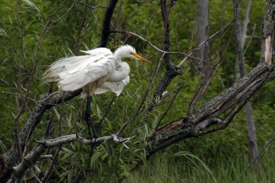 Grande Aigrette_Great Egret