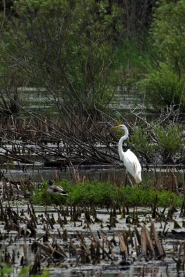 Grande Aigrette_Great Egret