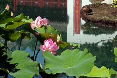 Fleurs de lotus jardin de Chine