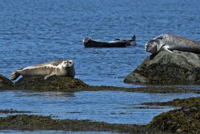 Phoques_Parc National du Bic_Seals