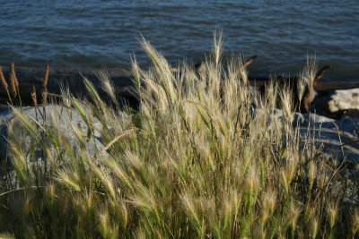 Grasses blowing in the sea breeze