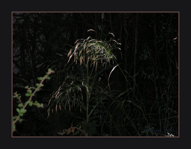 grass