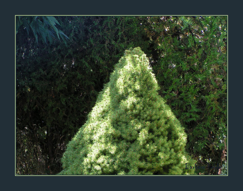 greens