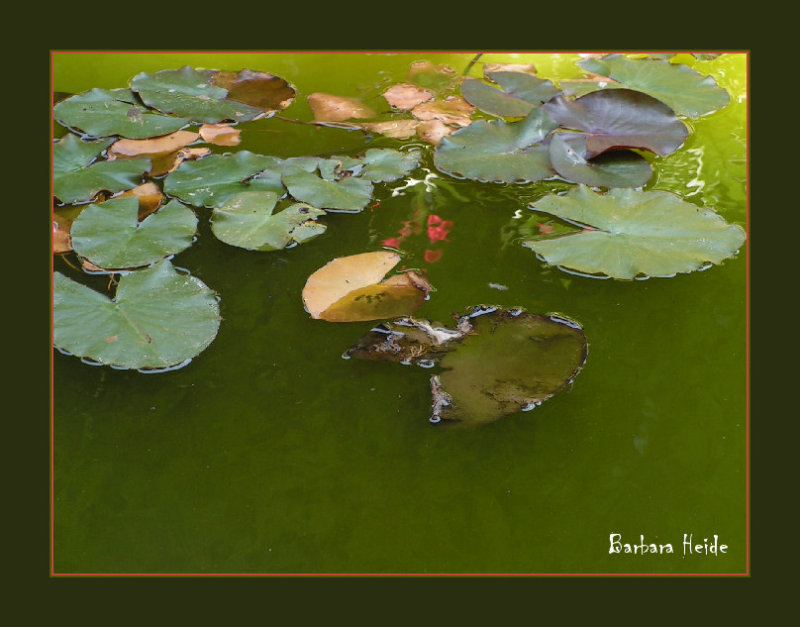 the pond
