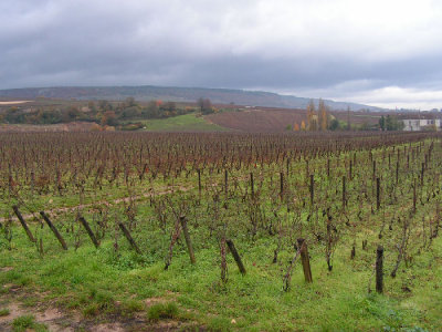 Clos-Vougeot vines