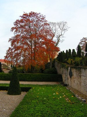 red tree