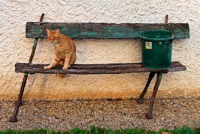 brave cat on a wobbely bench