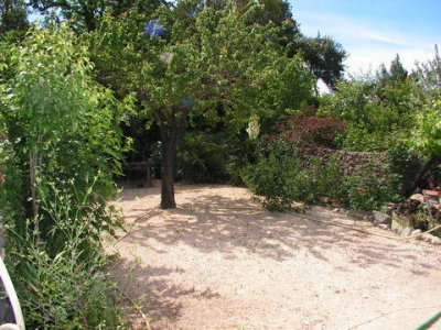 garden with apricot tree