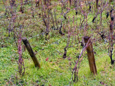 clos vougeot vines