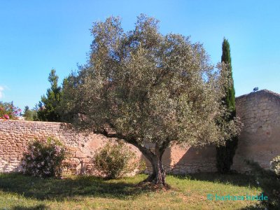 Olive Tree