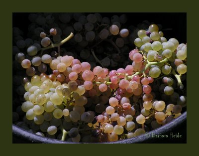 Vendanges/Grape Harvest in Nizas and Pézenas