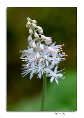 Foamflower