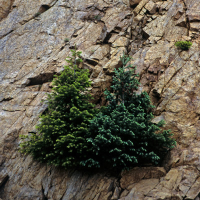 2 Trees on a rock