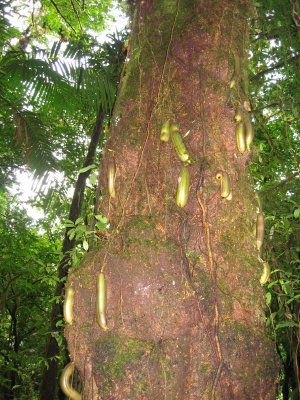 Rio Celeste 06.JPG