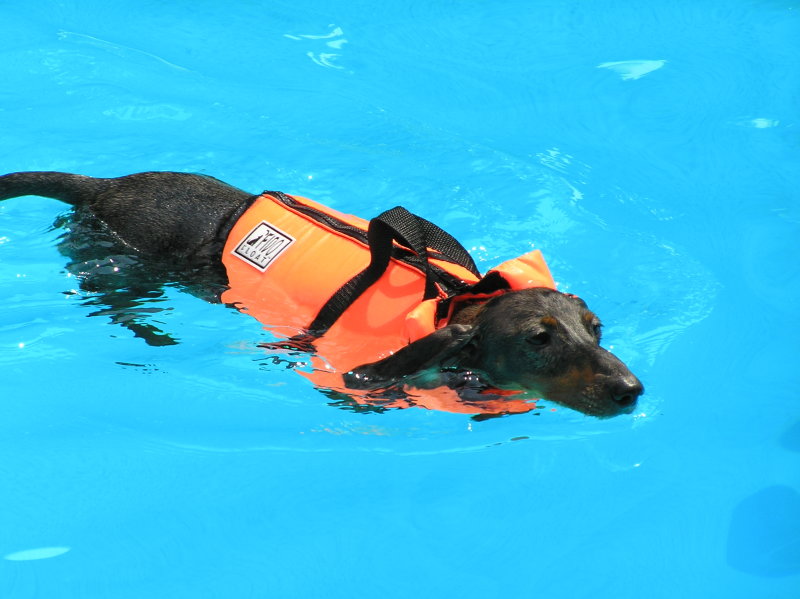SWIMMING HOUND