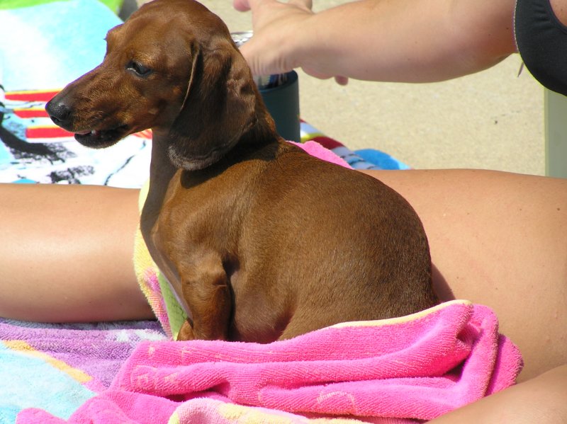 POOLSIDE POOCHY