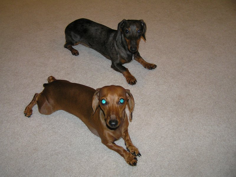 PARALLEL PARKED DOGS. YOU DONT KNOW HOW TOUGH IT WAS TO GET THEM TO LAY LIKE THAT!
