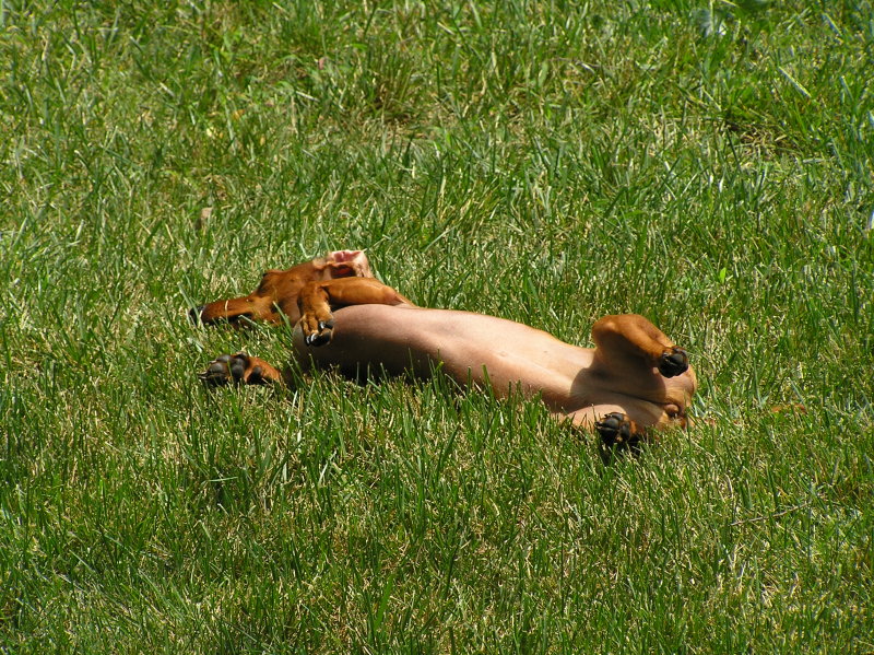 DEAD POOCHY