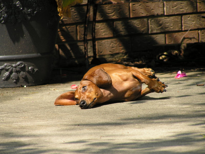 SUN BATHING